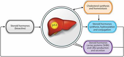 Liver and Steroid Hormones—Can a Touch of p53 Make a Difference?